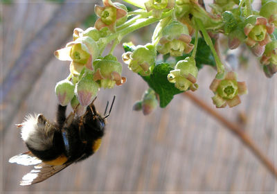 Close-up of bumblebee on flowers