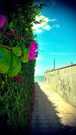 Plants growing against blue sky