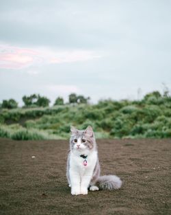 Portrait of a cat on the field