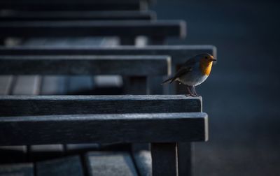 Close-up of bird perching outdoors