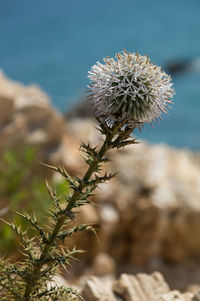 Close-up of flowers