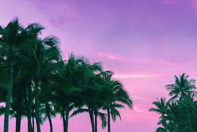 Low angle view of coconut palm trees against sky during sunset