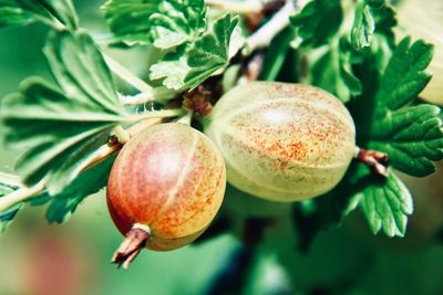 Close-up of fruit growing on tree