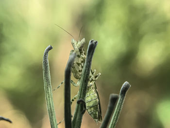 Close-up of insect on flower