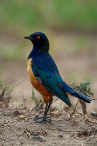 Hildebrandt starling stands in profile facing left