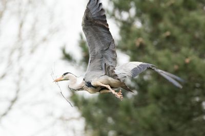 Low angle view of bird flying