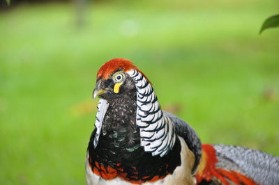 Close-up of pheasant on field