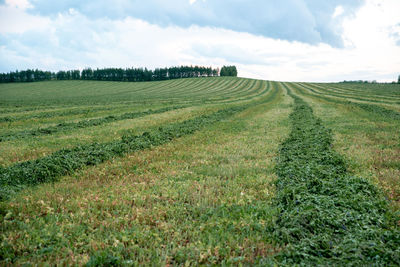 Scenic view of agricultural field against sky