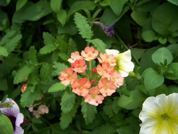 Close-up of pink flower blooming in garden