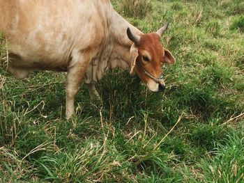 Close-up of cow on field