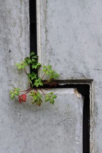 Close-up of plant