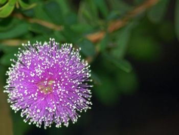 Close-up of purple flowering plant