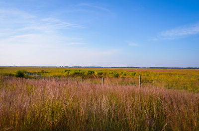 Scenic view of agricultural field against sky