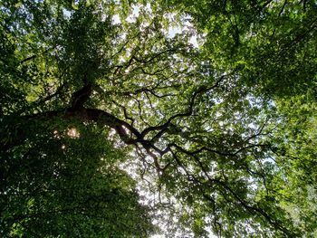 Low angle view of trees in forest