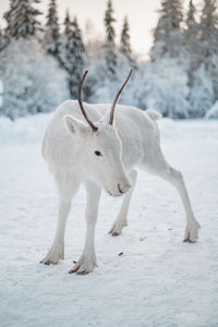 View of deer on snow covered field