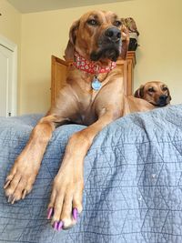 Portrait of dog relaxing at home