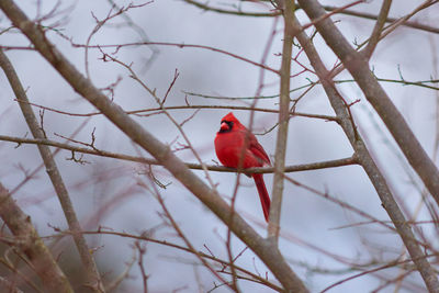 Low angle view of bird perching on branch