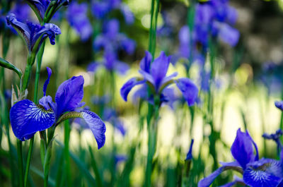 Close-up of purple crocus flowers blooming outdoors