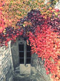 Ivy growing on tree against building