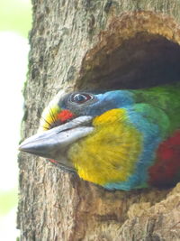 Close-up of parrot on tree trunk