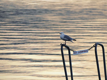 Close-up of bird perching on water