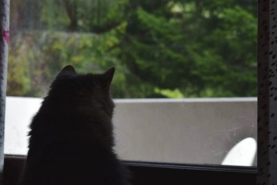 Close-up of cat sitting by window