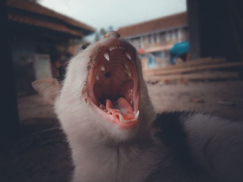 Close-up of cat yawning