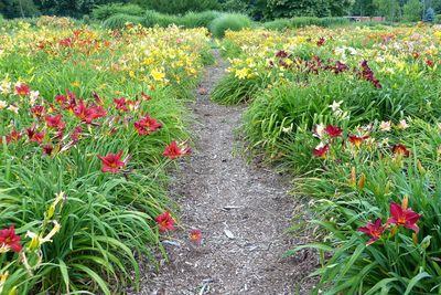 Red flowers growing in field