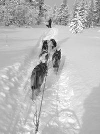 Dog on field during winter