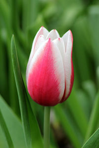 Close-up of red tulip