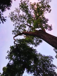 Low angle view of tree against sky