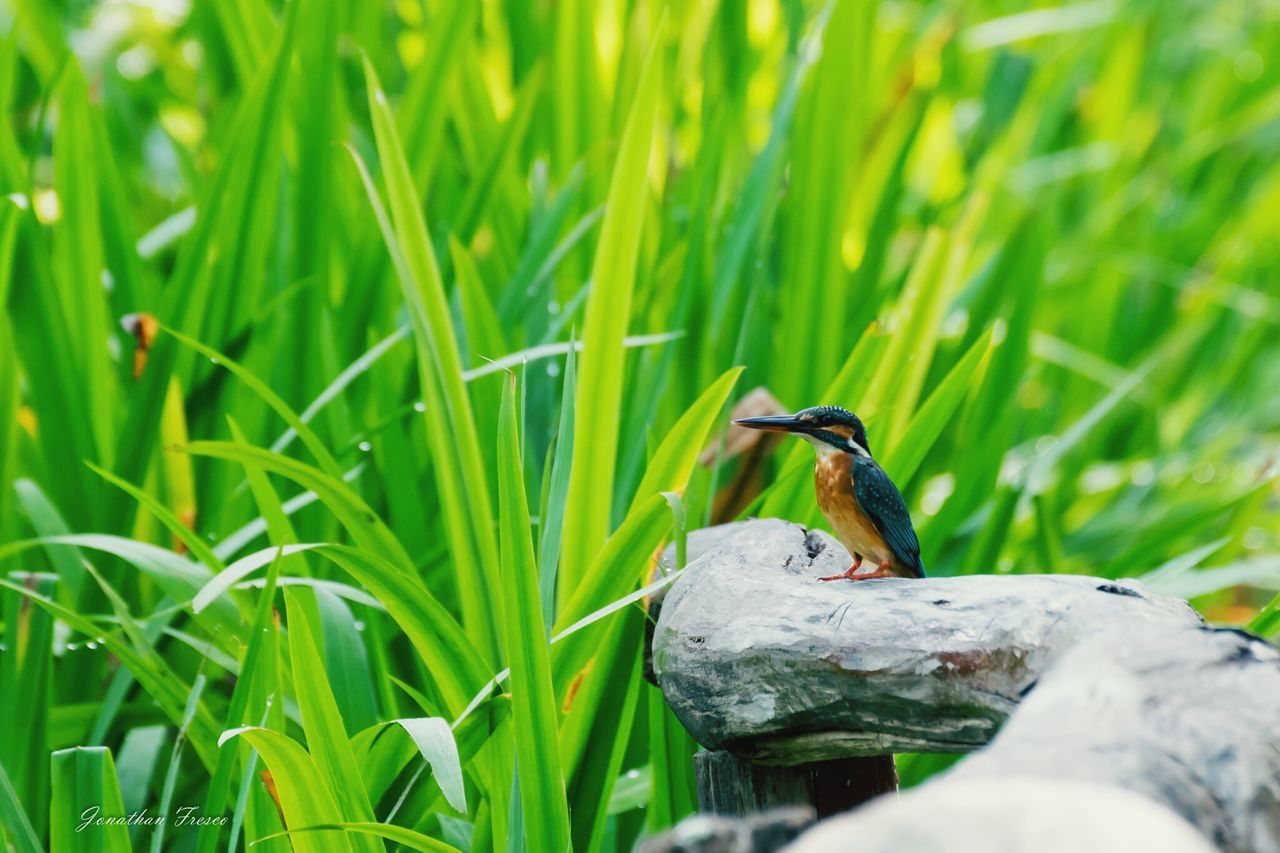 BIRDS PERCHING ON GRASS