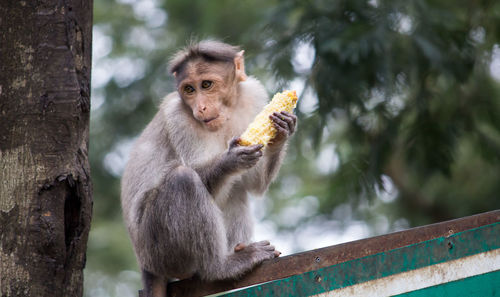 Monkey sitting on wood