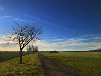 Bare tree on field against blue sky