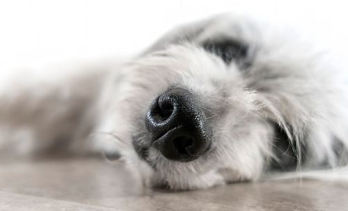 Close-up of dog lying on floor