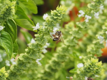 Close-up of bee pollinating on flower