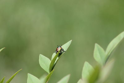 Close-up of insect on leaf