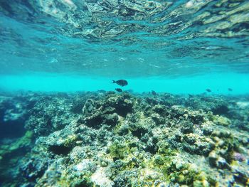 Fish swimming in sea