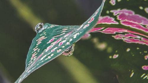 Close-up of plant hanging outdoors