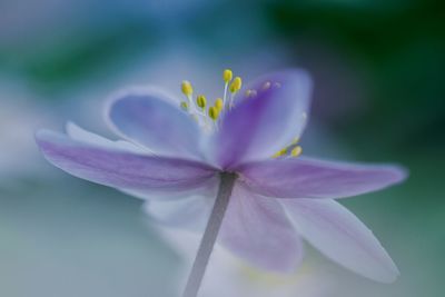 Close-up of purple flowering plant