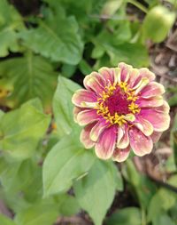 Close-up of pink flower