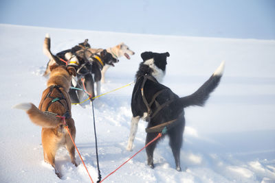 A beautiful husky dog team pulling a sled in beautiful norway morning scenery. 