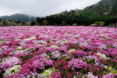 Pink flowering plants on field against sky