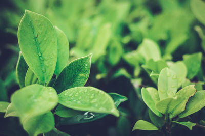 Close-up of green leaves