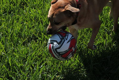 High angle view of dog on field