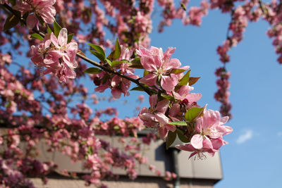 Close-up of pink cherry blossoms in spring