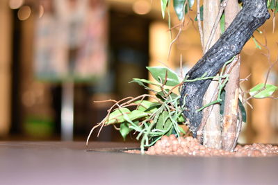 Close-up of ivy growing on wall