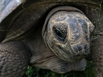 High angle view of tortoise