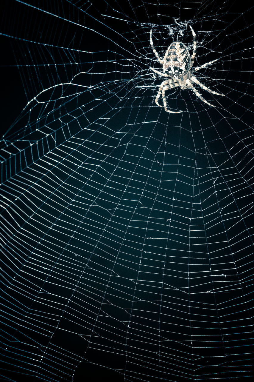 SPIDER WEB AGAINST SKY AT NIGHT