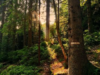 Sunlight streaming through trees in forest